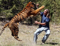Animal Attacks on Humans – Amazing Videos Ever