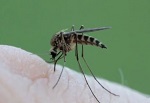 Mosquito Sucks Blood n feeds stomach – Closeup Video