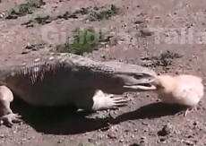 Giant Lizard and Newborn Chick Fighting – Must See