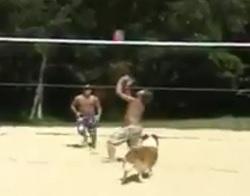 A Dog and a Team player in Beach Volleyball match