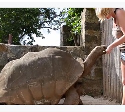 Amazing to see a big Pet Tortoise for 150 years old