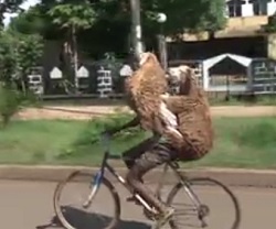 Funniest bike transport I ever saw