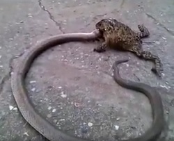 Frog trying to kill a snake