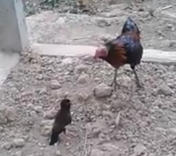 Bird fight with cock – rare video