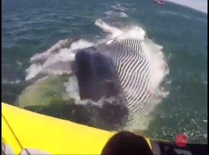 Massive finback whale surfces inches from tourist boat – Exclusive visuals